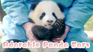 Stop! It’s My Turn To Pinch The Baby Pandas’ Ears | iPanda