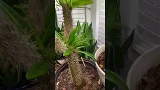 Madagascar Palm Tree #cactus recovery after cutting off one trunk 06-13-2025 #nature #tree #plants