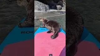 Otter jumps onto paddleboard off Vancouver Island 🦦