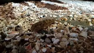 Rock Goby (Gobius paganellus)