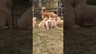 subscribe for more videos &hearts;️#shorts #short #dog #funny #facts