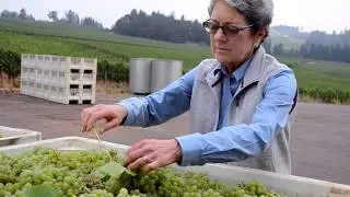 Susan Sokol Blosser: The Vineyard Years