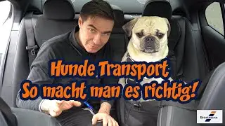 3 sichere Möglichkeiten Hunde im Auto zu transportieren. | KFZ-Teile Brinkmann