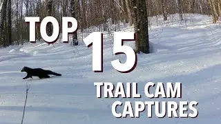 BEST 15 Trail Cam Captures (2022)