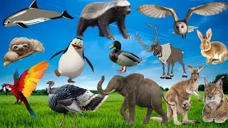 Uncovering the Hidden Wonders of wild Animal Kingdom | The Best Wildlife Encounters