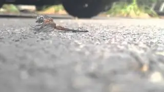 Dragonfly vs Ant = Dragginfly