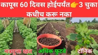 कपाशीमध्ये 60 दिवस कधीही ह्या 3 चुका करू नका