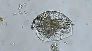 Diplostraca (Cladocera)
