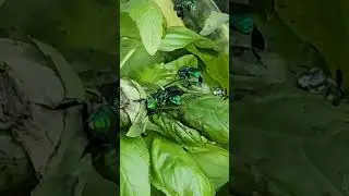 Psychedelic Green Bee  #insect #bee