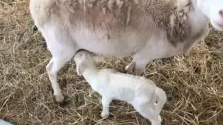 Lambing Jugs and April Fool's  lambs