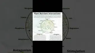 Plant nutrients interactions#Agro knowledge initiatives