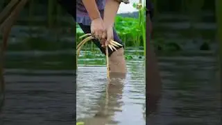 chinese girl working life #reels #shorts #shortvideo #satisfying #chinesevideo #working #farming