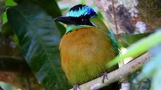 Lesson's Motmot Up Close and Personal - Close-up views of a beautiful motmot in central Costa Rica.