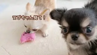 はじめての教育。