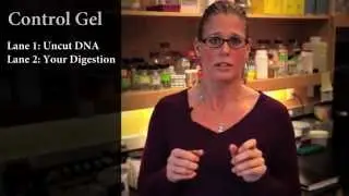 Restriction Enzyme Digest Problem: Too Many DNA Bands