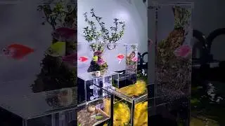 Amazing Aquarium Bridge #fishaquarium #fishtanksetup #aquariumfishtank #trending #diy #fish #brigde