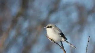 VARSLER ( LANIUS EXCUBITOR)