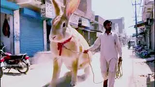 'Big rabbit in india 😳 Jaipur mai rabbit aaya hai' aap sab v dekho aisa rabbit ko
