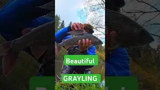 Fly Fishing For Big Grayling - Stunning Grayling in Slovakia The Grayling Paradise #flyfishing