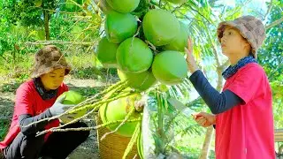 Harvesting Coconuts 🥥 From Garden to Market | Peaceful Rural Life, Garden Care & Bathing the Dogs