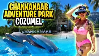 Chankanaab Adventure Park Dolphin Discovery Tour Cozumel Mexico