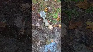 The cool squirrel is so awesome ! .