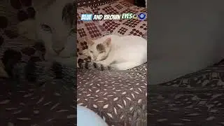 An odd-eyed cat #two#different#eye#colour#cat #catshorts #funfacts #cat #ytshort #petlover #shorts