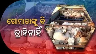 cattle smuggling:Two Cattle-Laden Trucks Detained By Locals In Odisha