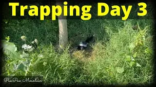 Trapping Day 3 / Hickory King Corn Patch