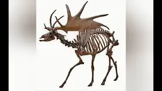 Irish elk reconstruction sounds