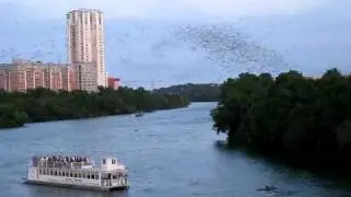 Mexican Freetailed Bats at Austin Congress Bridge