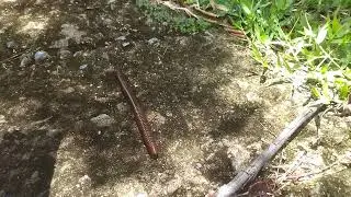 Amazing Millipede Walk 🪱 | Mesmerizing Insect Movement