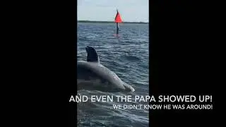Mama Dolphin teaching her baby to surf our boat wake!