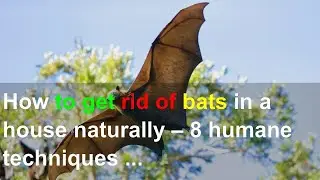 How to get rid of bats in a house naturally &ndash; 8 humane techniques that work