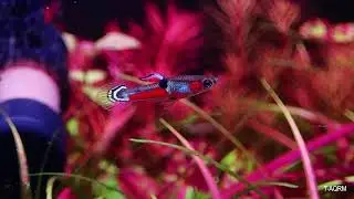Poecilia wingei Campoma 29, Top rank of beautiful endler strain.