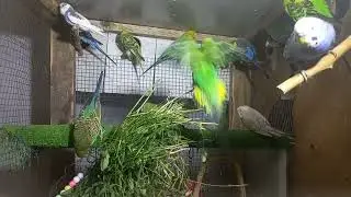 &ldquo;Budgie Morning Routine &ndash; Live from the Aviary 🕊️&rdquo;