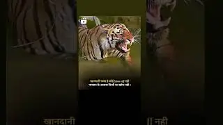 #Tiger#dangers#video #plz_subscribe_my_channel #fast #u #video #highlights ##@Toon-ki 🐯#🐯