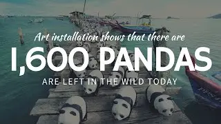 Art project of 1,600 PANDAS raises awareness of endangered animals
