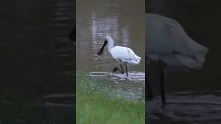 spoonbill bird hunting | spoonbill birds #bird #nature