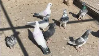 Pigeon Life 🤔 #shorts #live #pigeon #naturalbeauty