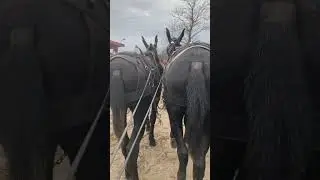 Paul V Smith mule and horse training