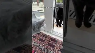 Как мои котята с ним познакомились... Эпизод 1 #кот