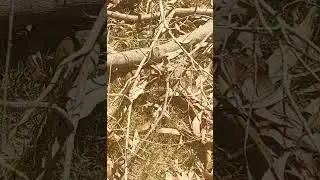 អន្ទង់ Cambodia: eel