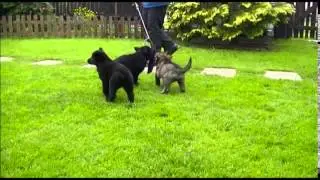 CH z Atarova sadu7weeks