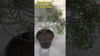 100% Successful Grow Zhaw Tree from cutting by Root Hormone Powder #shorts #ytshorts#shortsfeeds #yt