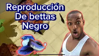 Como reproducir peces bettas súper black muy fácilmente
