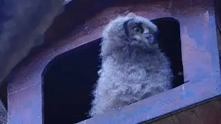 Sensory awareness and self regulation in an African Spotted Eagle Owl owlet