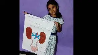 Arisha nayra ka Drawing kit | arisha ne banaya science project of kidney