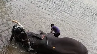 Dubare elephant bathing