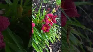 Rainy🌧️😍day walk story❤️ #usa #virginia #nature #rain #beauty #naturelovers #trending #viral #fun